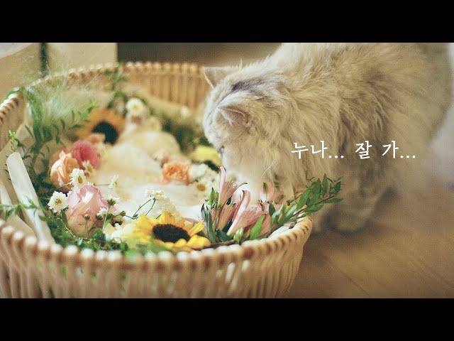 사별한 엄마 품으로 떠난 작은 고양이 이야기 | 레아 추모 영상