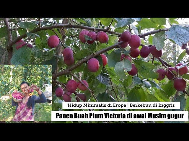 Panen buah Plum Victoria di Musim Gugur ||