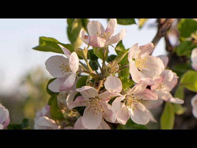 Apple - Timelapse 2020