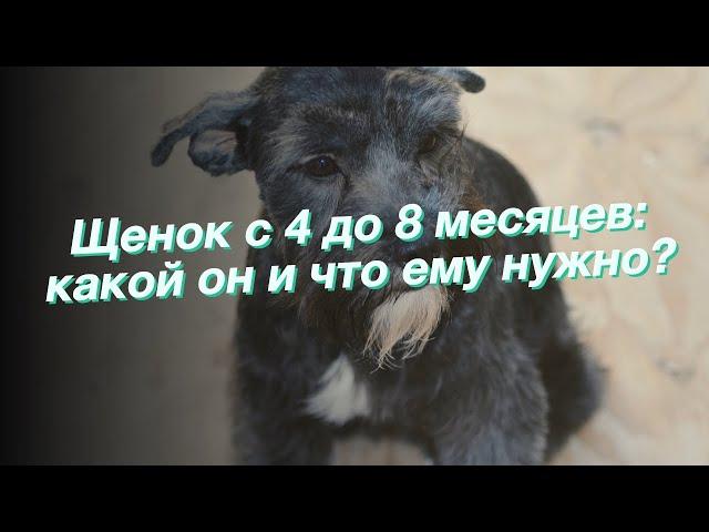 Щенок с 4 до 8 месяцев: какой он и что ему нужно?