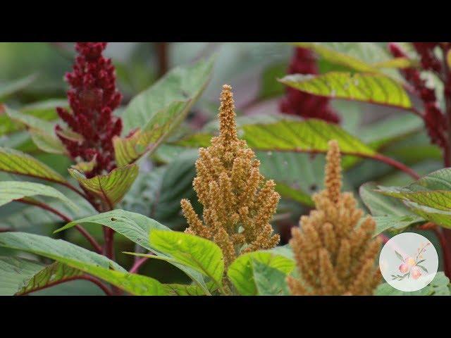 Growing Amaranth from Seed in Zone 6b/7 Gardening for Beginners Cut Flower Farm Growing Flower Seed