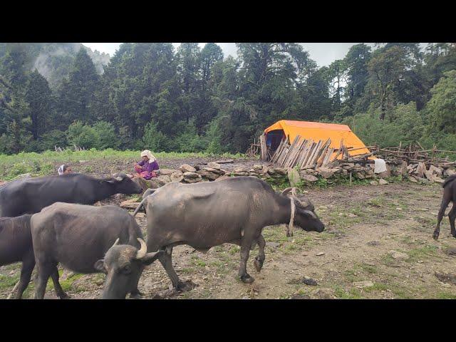 the pastoral life । nepal । chapter - 33 ।nomad lif nepal । VillageLifeNepal