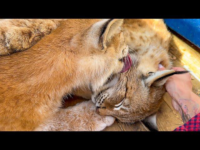 THE FIRST SUMMER OF THE LYNX RAISIN / Shower for lynxes