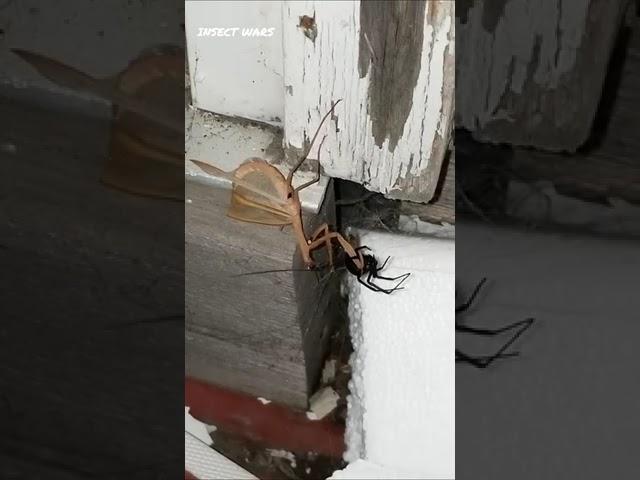 Praying Mantis Vs Venomous Black Widow