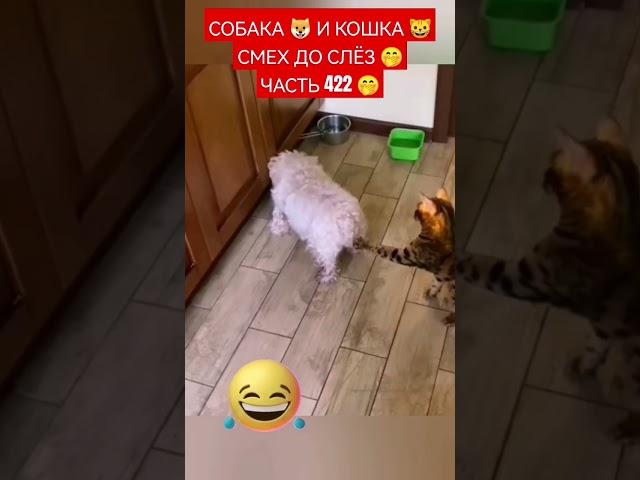 СОБАКА  И КОШКА  СМЕХ ДО СЛЁЗ  ЧАСТЬ 422 