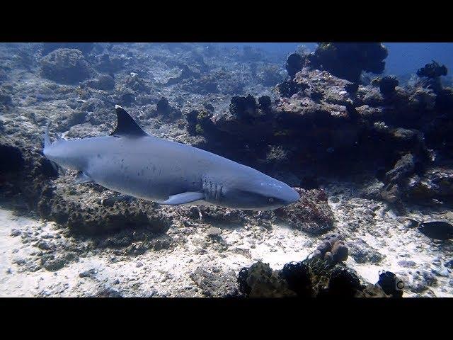 Diving with sharks in Bali, Padang Bai - August 2018