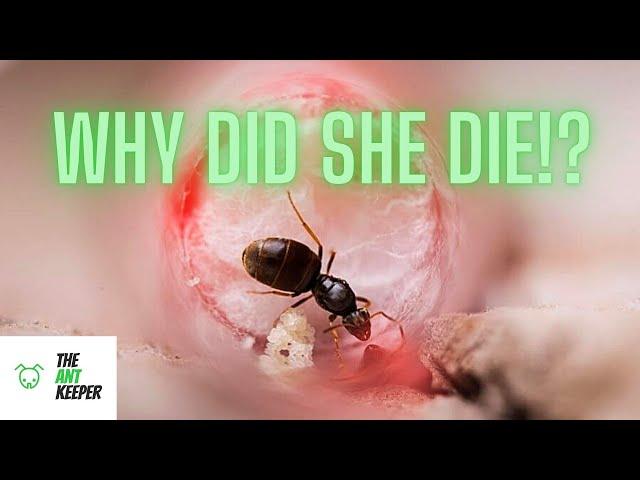 My Queen Ant Died - 6 Tips To Keep Your Queen Ant Alive!