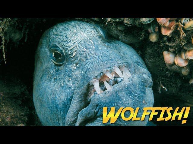 Wolffish & Wolf Eels | JONATHAN BIRD'S BLUE WORLD