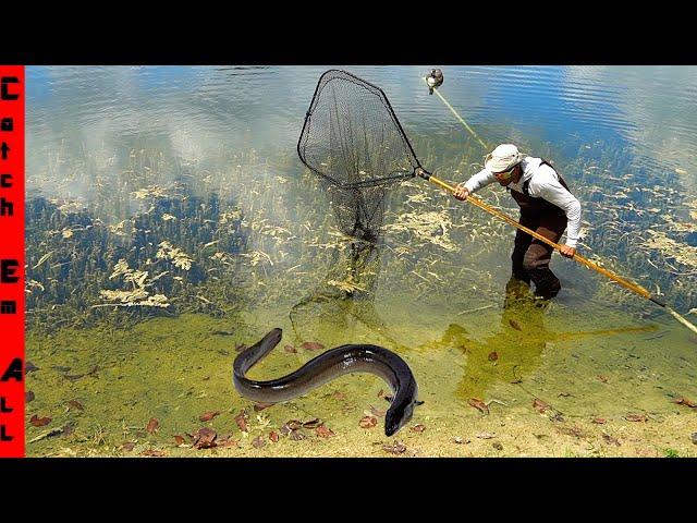 CATCHING the BLACK FISH! **BLIND Mystery GIANT of the POND**