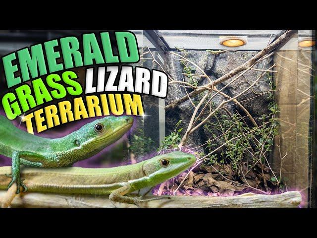 EMERALD grass lizard Growout Terrarium BUILD!!