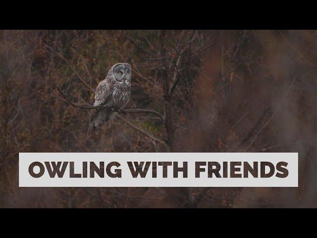 Photographing an Owl With Mark Smith and Isaac Spotts - Bird Photography in The Tetons