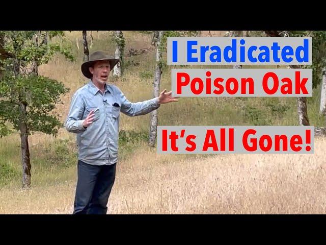 How I Eradicated Poison Oak Without Spraying or Goats