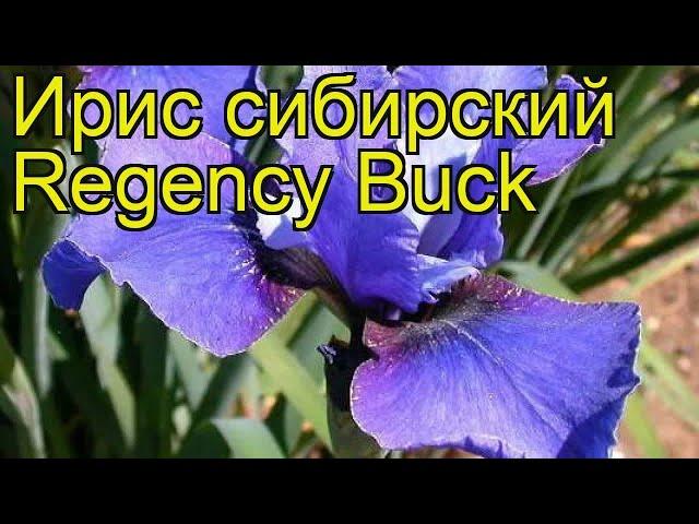 Ирис сибирский Ридженси Бак. Краткий обзор, описание характеристик iris sibirica Regency Buck