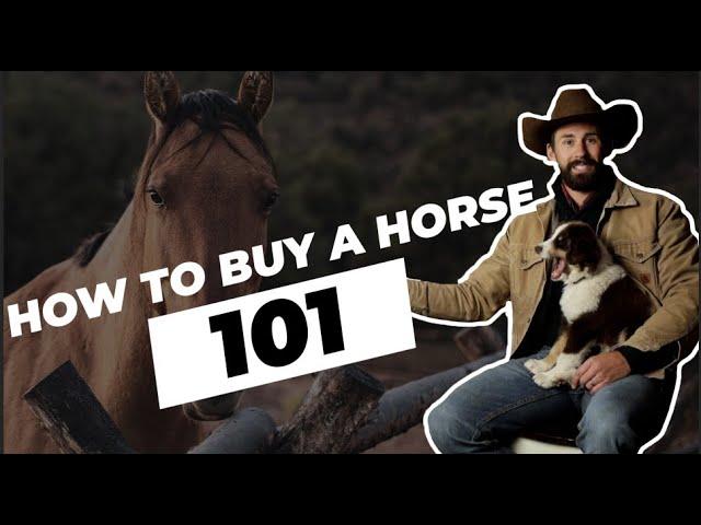 4 Tips for Buying Horses