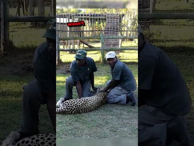 Leopard vs Zookeeper 