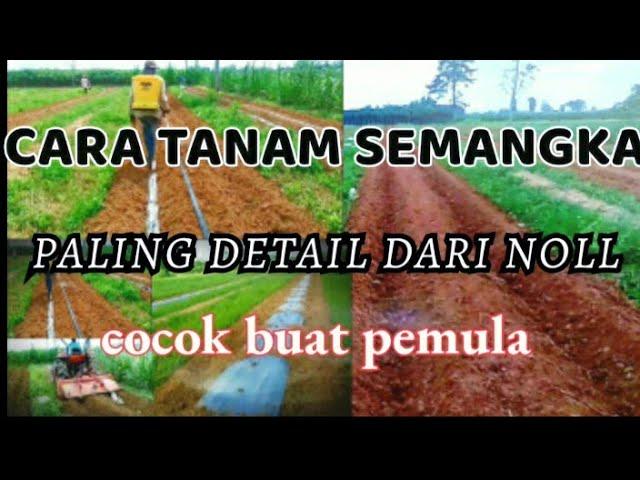 BUDI DAYA SEMANGKA BAGI PEMULA sistem manual part 1