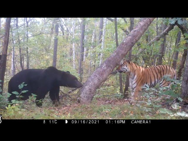 Ussuri brown bear and siberian tiger Grom