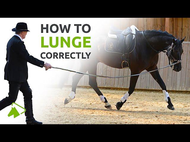 Lunging with the Cavesson or Bridle | What you need to know | wehorse