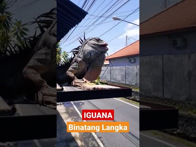 BINATANG LANGKA HEWAN LANGKA IGUANA