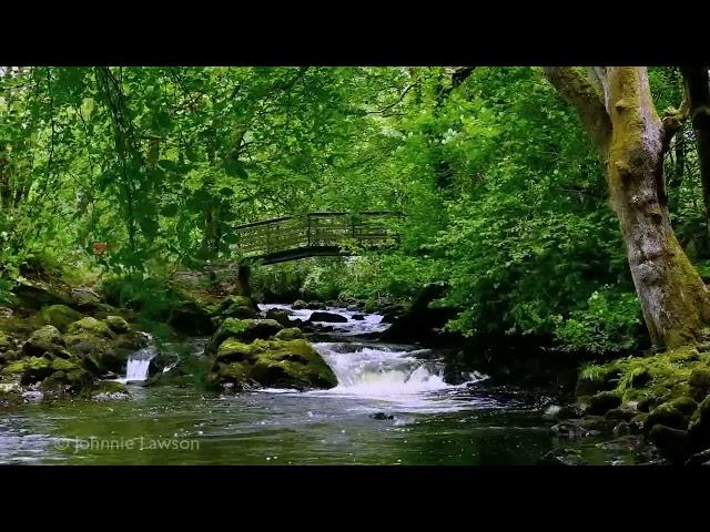Odprężające-relaksujące dźwięki natury-badanie-sen-medytacja-woda-dźwięk-ptak piosenka