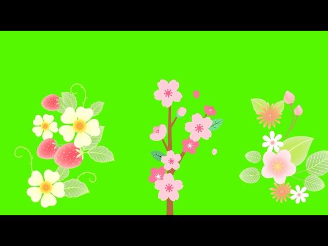 Beautiful Rose Copyright free || spring season background video effects || Rose | No copyright video