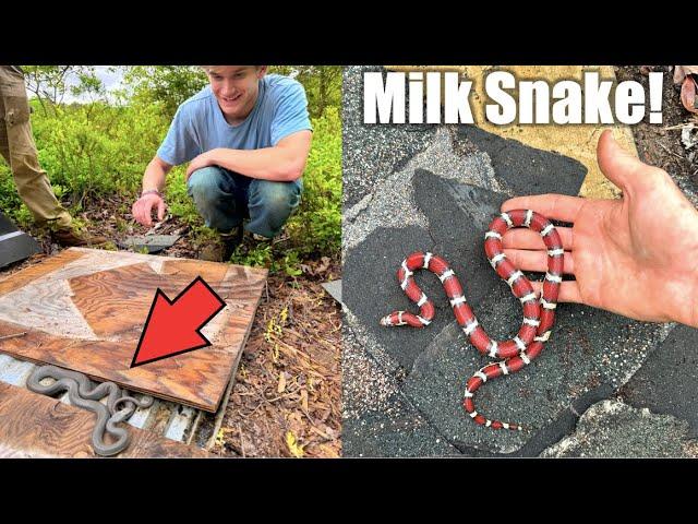 Flipping Trash in the Woods to Find Colorful Lizards and Snakes!