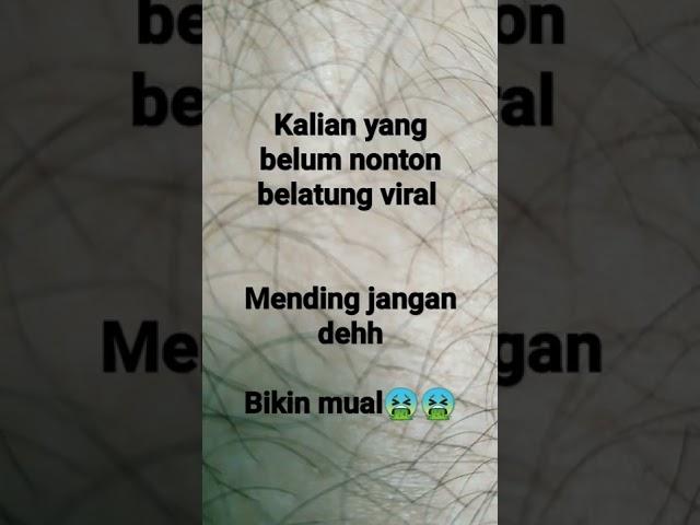 bikin mual anj*r  #belatung #viral