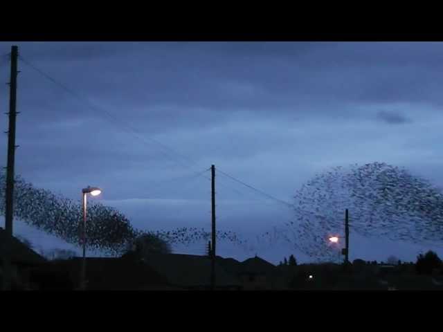 Amazing flock of birds *HD*