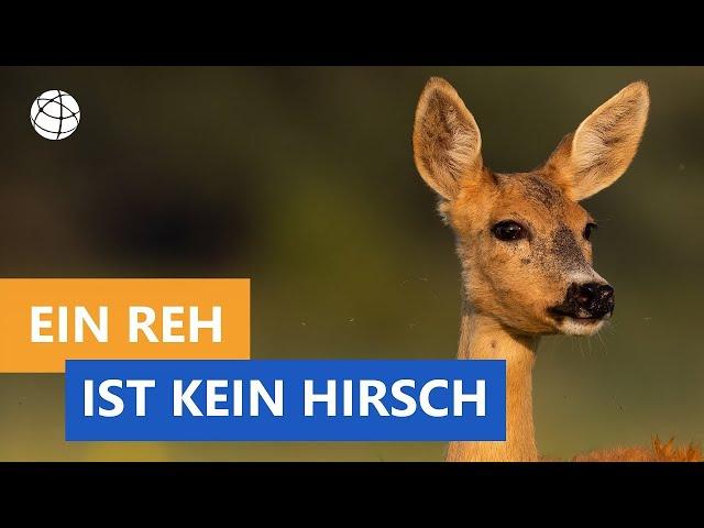 Das Reh ist nicht die Frau vom Hirsch - Das kleine 1x1 der Artenkunde | Planet Schule