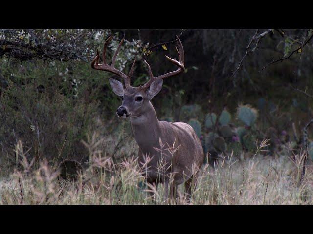 The History Of Whitetail Deer