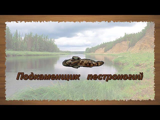 Русская Рыбалка 3.99 (Russian Fishing) Подкаменщик пестроногий