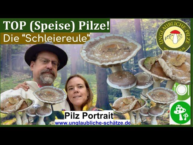 Schleiereulen! Pilzportrait des Speisepilzes - der "Blaugestiefelte Schleimkopf " Pilze Oktober 2024