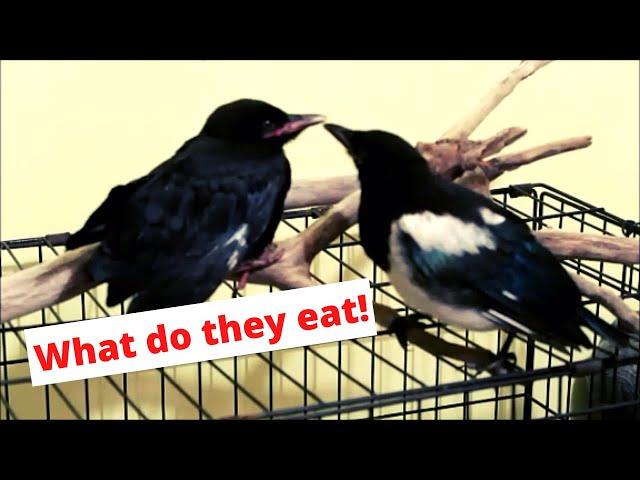 What do crows and magpies eat