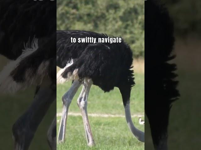 "FASTEST Ostrich: World's Largest Flightless Bird Hits 45 MPH! Witness Nature's Incredible Speed!"