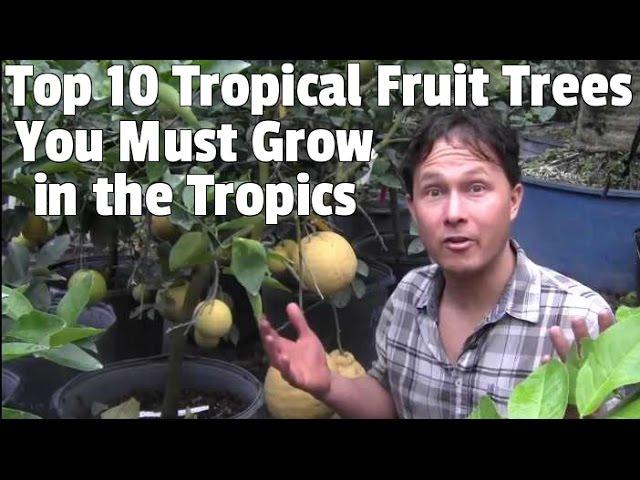 Top 10 Tropical Fruit Trees You Must Grow if You Live in the Tropics