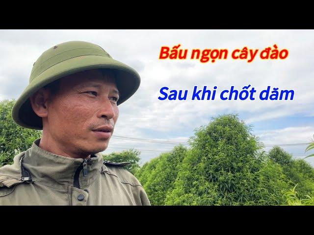 Đào Tết - Chia sẻ cách bấu ngọn cây đào tết sau khi chốt dăm lứa cuối - Vườn Nhà Bon (p102)#daotet