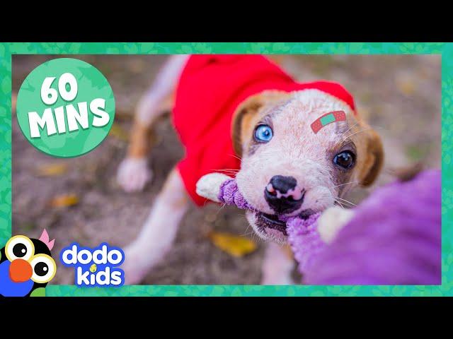 60 Minutes Of Fearless and Fuzzy Animals | Animal Videos | Dodo Kids