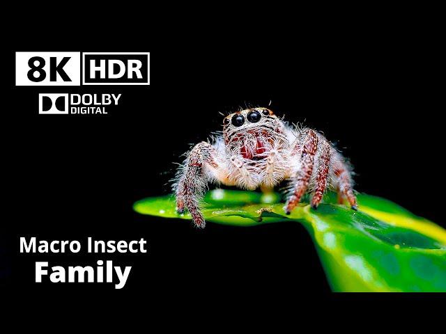 8K Insects Family Macro Videography  | HDR Dolby Digital