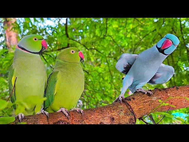 Funny Parrot Talking Natural Sounds