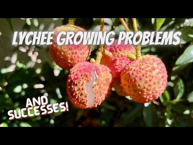 Lychee Tree Growing Tips | New Tree Planting | Mulch | Dealing with Pests | Splitting Fruit