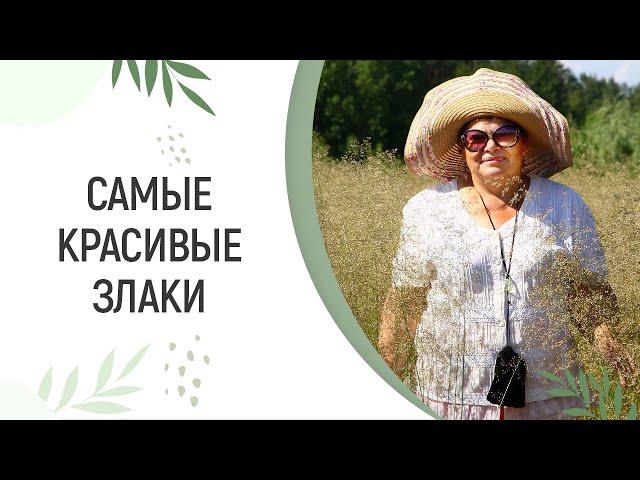 САМЫЕ КРАСИВЫЕ И ТРЕНДОВЫЕ ЗЛАКИ