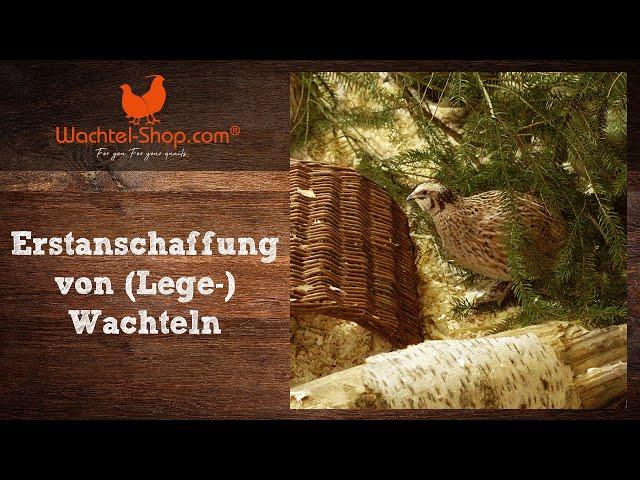 Erstanschaffung von (Lege-) Wachteln - Zusammenfassung Wachtel-Live-Talk | Wachtel-Shop.com