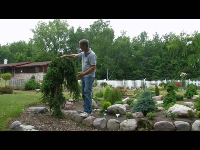 Landscaping with Conifers: Rose-Hill Gardens Video Series Episode Three
