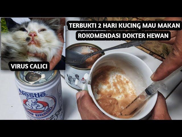 Cara Mengatasi Anak Kucing Sakit Tidak Mau Makan Akibat Terserang Virus Calici