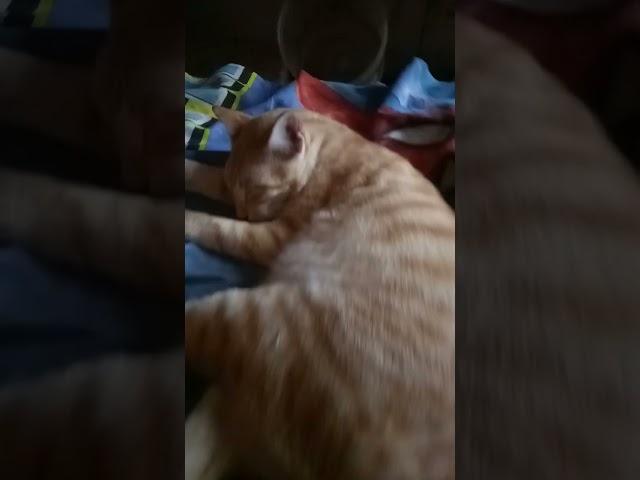 Jadi Kucing Itu Enak Ya.. Makan Tidur Makan tidur