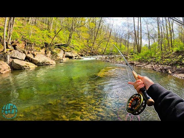 3 Days of INCREDIBLE FLY FISHING! (BIG Brown, brook, and Rainbow Trout!)