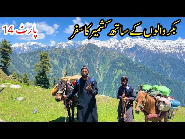 Bakrwals Traveling in Kashmir | Part 14 | Nomads Life | Khana Badosh