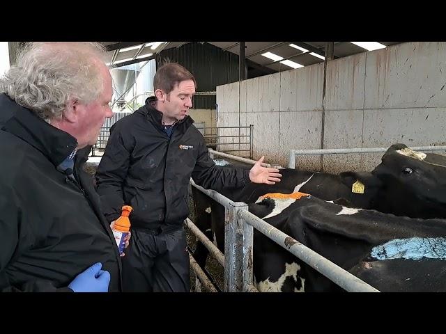 Dairy Breeding Series - Episode 6 Heat Detection