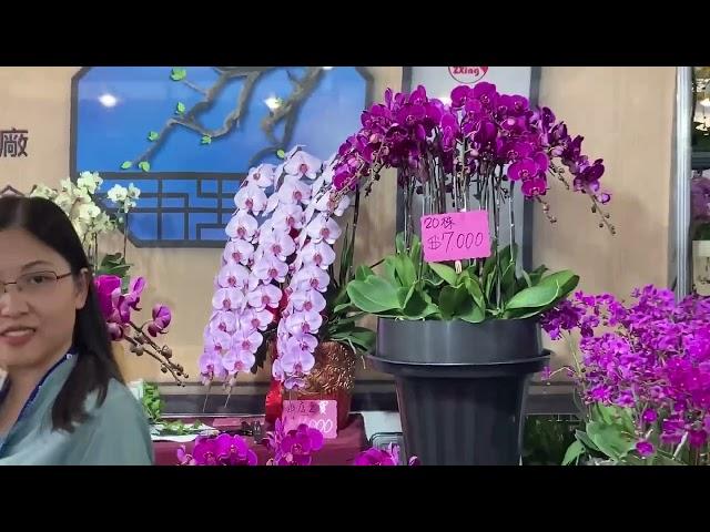 Orchid Hunters: TIOS 2024 Vendors