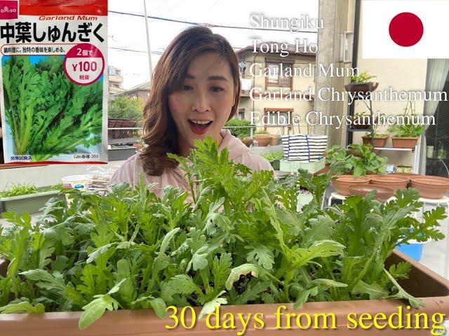 GARDEN VLOG EP.1(1) Grow Garland Chrysanthemum/Tongho/Shungiku/Edible Chrysanthemum/Crown Daisy...